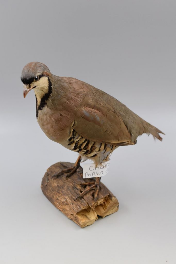 Taxidermy